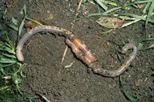 Images Dated 10th October 2007: Earthworms - mating