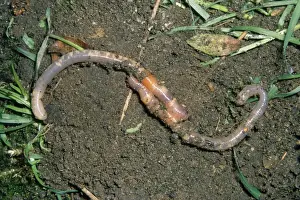 Annelid Prints: Earthworms - mating