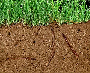 Earthworms Collection: Earthworms - Soil cross-section showing worms in tunnnels and aeration and grass roots JPF12192
