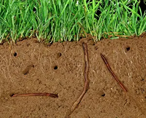 Worm Prints: Earthworms - Soil cross-section showing worms in tunnnels and aeration and grass roots JPF12192