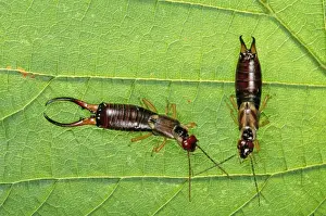 Pincers Prints: Earwig - couple, male on the left