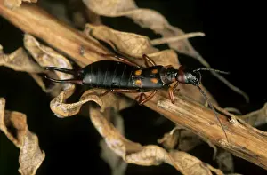 Earwig Prints: Earwig - in dry foliage, typical in coniferous forest floor in summer; June; Sengilen mountain range