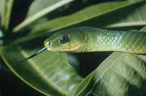Scenting Prints: East African Bush Snake - Nairobi, Kenya, Africa