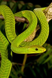 East African Green Mamba, Dendroaspis angusticeps