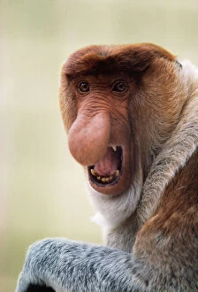 Mouths Collection: East Bornean Proboscis Monkey