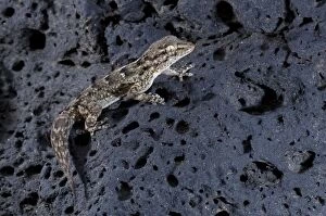 East Canary Gecko - on a volcanic rock