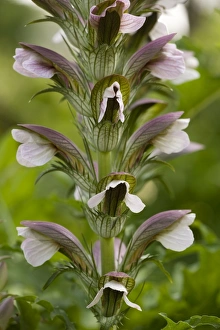 Images Dated 9th July 2006: An east european bear's breeches