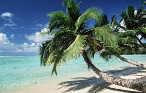 East Madagascar - Coconut Palms & Beach