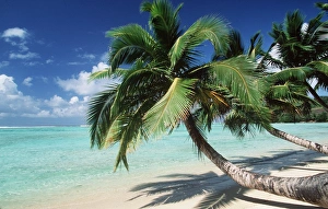 Tourism Collection: EAST MADAGASCAR - COCONUT PALMS & BEACH