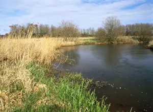 Bogs Prints: East Stoke Fen - & river Frome - South Dorset UK