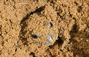 Images Dated 9th January 2007: Eastern Banjo / Dumeril's Frog - burrowing in sand Australia