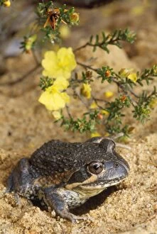 Images Dated 9th January 2007: Eastern Banjo / Dumeril's Frog - burrowing in sand Australia