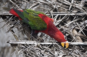 Eastern Black-capped Lory