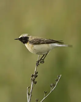 Wheatear Prints: Eastern Black-eared Wheatear - female - Cyprus - April