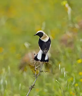 Wheatear Prints: Eastern Black-eared Wheatear - male perched with tail spread - Cyprus - April