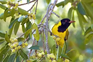 Insectivore Prints: Eastern Black-headed Oriole - attracted to ripening wild figs - Eastern