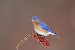 Images Dated 18th February 2010: Eastern Bluebird - adult male - February - Connecticut - USA
