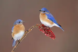 Bluebird Prints: Eastern Bluebird - adult male - February - Connecticut - USA