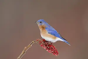 Bluebird Prints: Eastern Bluebird - adult male - February - Connecticut - USA
