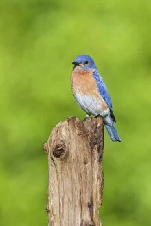 Bluebirds Gallery: Eastern Bluebird - adult male on fence post