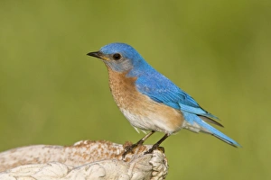 Images Dated 1st June 2008: Eastern Bluebird - Connecticut USA - June