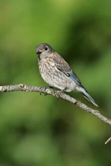 Eastern Bluebird - female