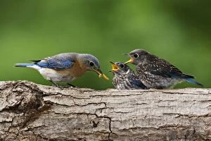 Eastern Bluebird - female feeding youngsters, June