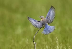 Eastern Bluebird female in flight