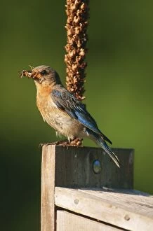 Bluebirds Gallery: Eastern Bluebird - Female at nestbox