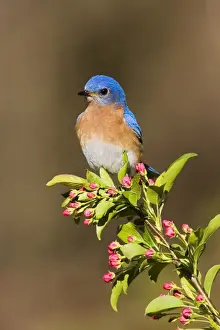 Eastern Bluebird Hamden, Connecticut, USA
