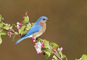 Images Dated 9th May 2005: Eastern Bluebird Hamden, CT, USA