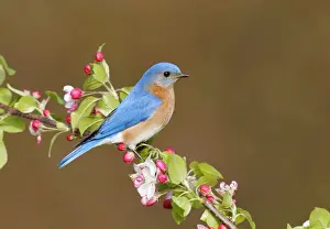 Sialia Prints: Eastern Bluebird Hamden, CT, USA