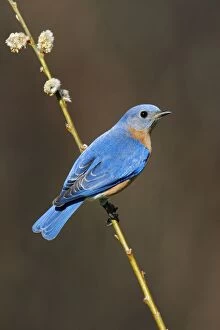 Images Dated 18th April 2006: Eastern Bluebird Hamden, CT, USA