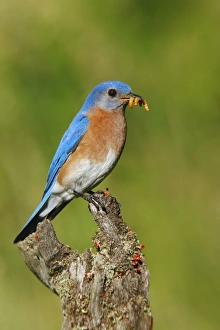 Images Dated 16th June 2006: Eastern Bluebird Hamden, CT, USA