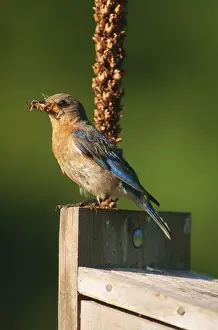 Nest Boxes Prints: Eastern Bluebird JZ 21 Female at nestbox