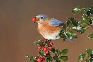 Images Dated 9th January 2010: Eastern Bluebird - male eating Holly berries in winter. January in Connecticut, USA