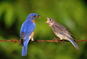 Images Dated 6th November 2009: Eastern Bluebird - male feeding young. Hamden, Connecticut, USA