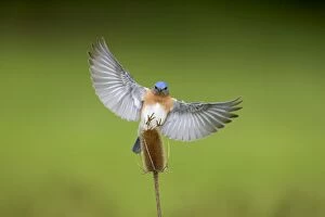 Teasel Collection: Eastern Bluebird male in flight. Hamden, CT, USA