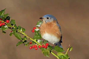 Frost Collection: Eastern Bluebird - male with frosted holly berries in winter. January in Connecticut, USA