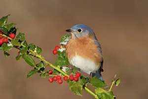 Berries Prints: Eastern Bluebird - male with frosted holly berries in winter. January in Connecticut, USA
