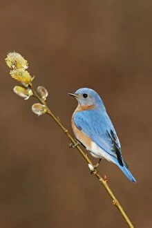 Images Dated 15th April 2005: Eastern Bluebird male Hamden, CT, USA