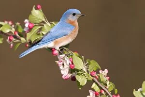 Images Dated 9th May 2005: Eastern Bluebird - male Hamden, CT, USA