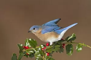 Images Dated 12th January 2010: Eastern Bluebird male with holly berries in winter. Connecticut in Spring
