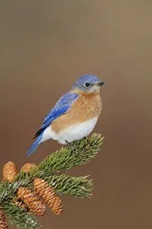 Sialia Prints: Eastern Bluebird - male. January in Connecticut, USA