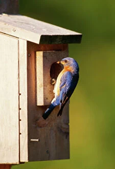 Eastern Bluebird - male at nest box