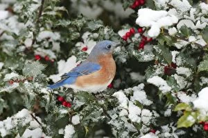 Bluebirds Gallery: Eastern Bluebird - male on snow dusted Holly leaves and berries in winter