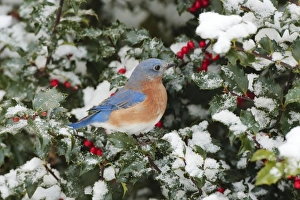 Eastern Bluebird - male on snow dusted Holly leaves and berries in winter Eastern Bluebird - male on snow dusted Holly leaves and berries in winter