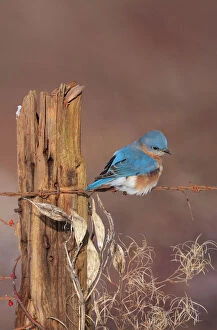 Bluebirds Gallery: Eastern Bluebird - male in winter