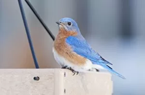 Bluebirds Gallery: Eastern Bluebird. Male in winter at bird feeder eating
