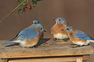 Bird Table Collection: Eastern Bluebird - males at bluebird feeder. January in Connecticut, USA